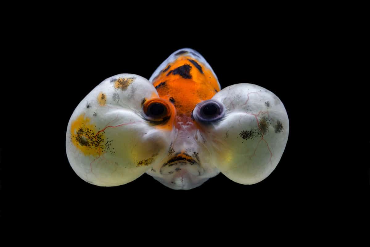 Bubble Eye Goldfish: Info, Care Guide, Photos & More!