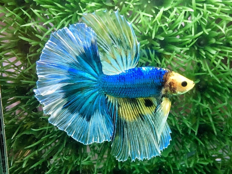 Butterfly Betta Fish (Delta Tail): Care Guide, Pictures, Lifespan & More