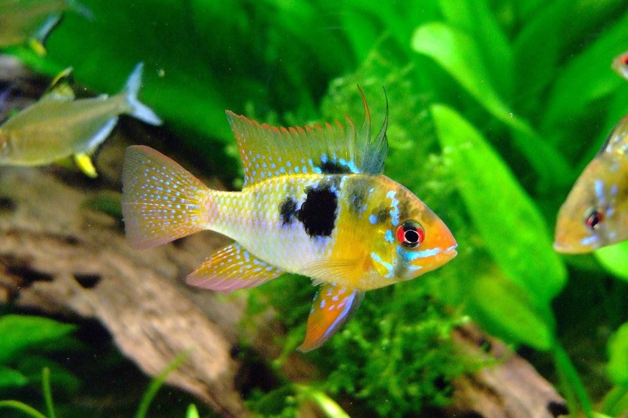 6 Best Plants For African Cichlids in 2026 - Reviews & Top Picks