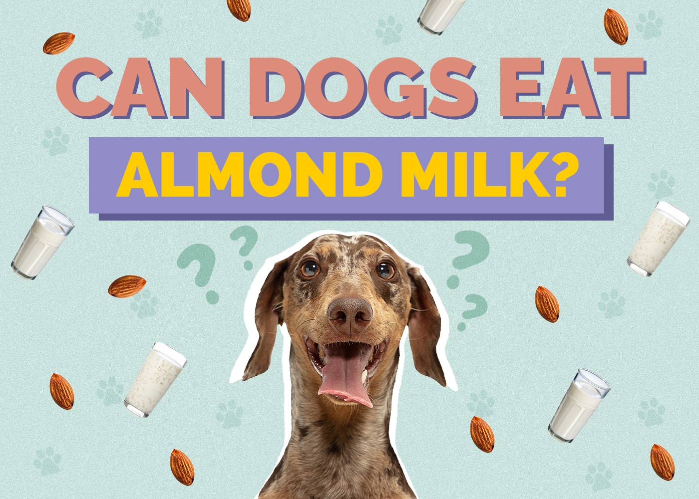Can Dogs Have Almond Milk? Vet-Reviewed Risks, Facts & Tips