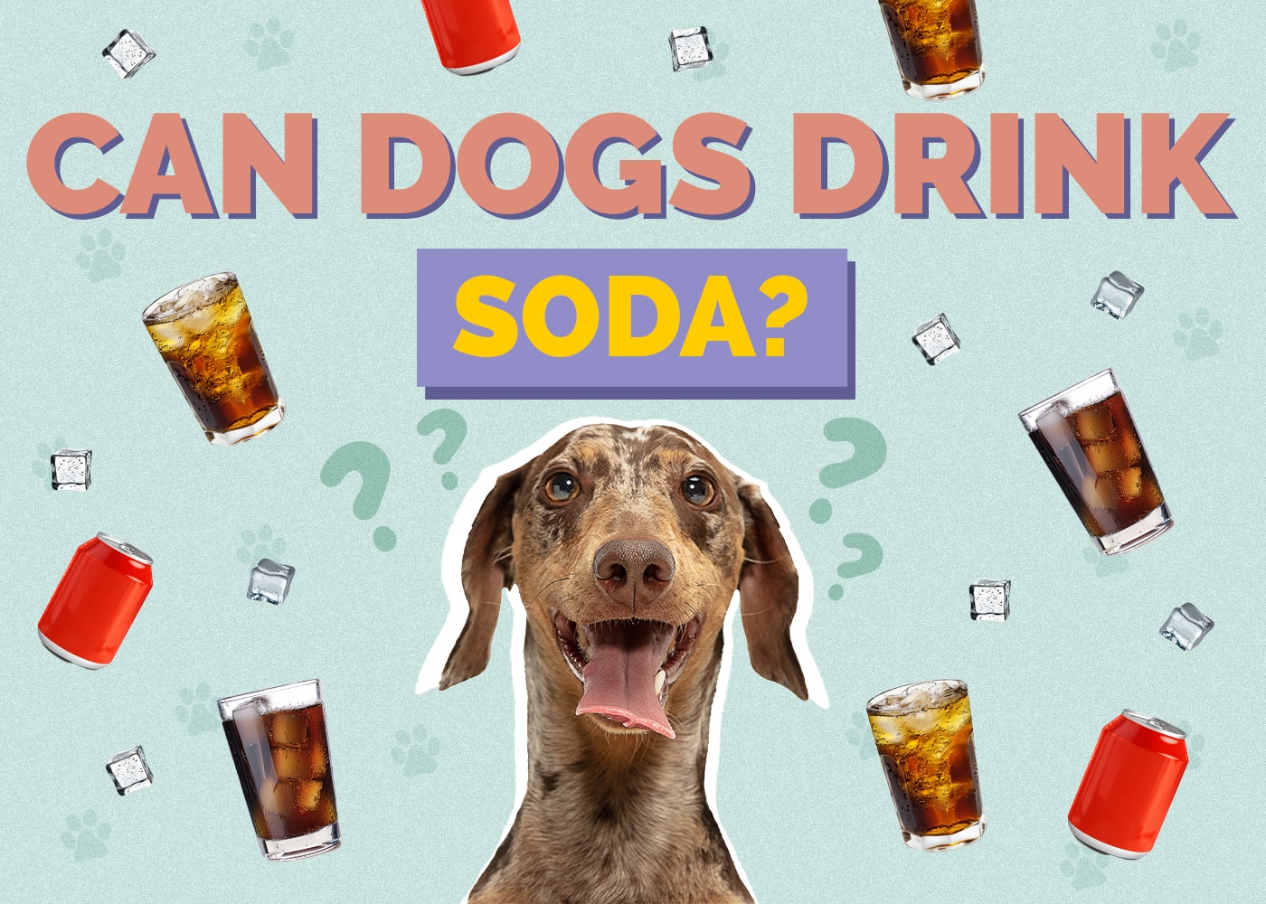 Can Dogs Drink Soda? Vet-Reviewed Risks, Facts & Safety Guide