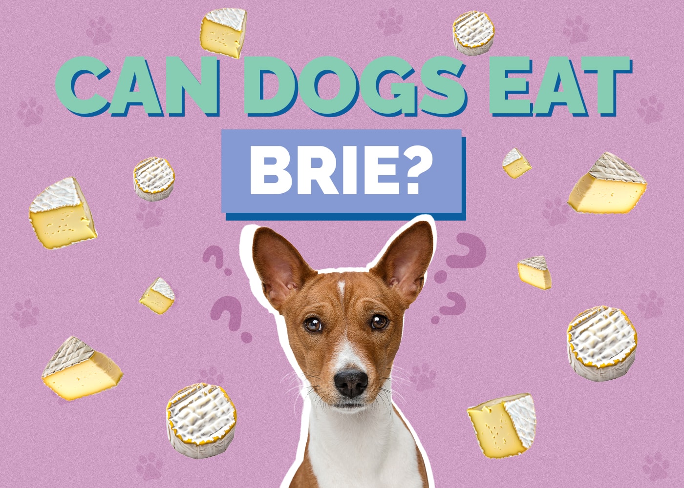 Can Dogs Eat Brie? Vet Reviewed Facts & FAQ