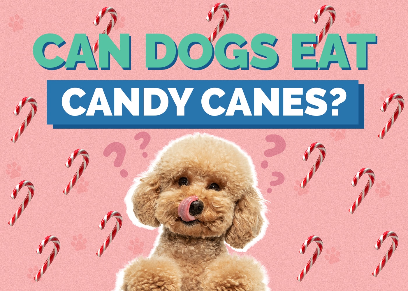 Can Dogs Eat Candy Canes? Vet Approved Reasons & Facts