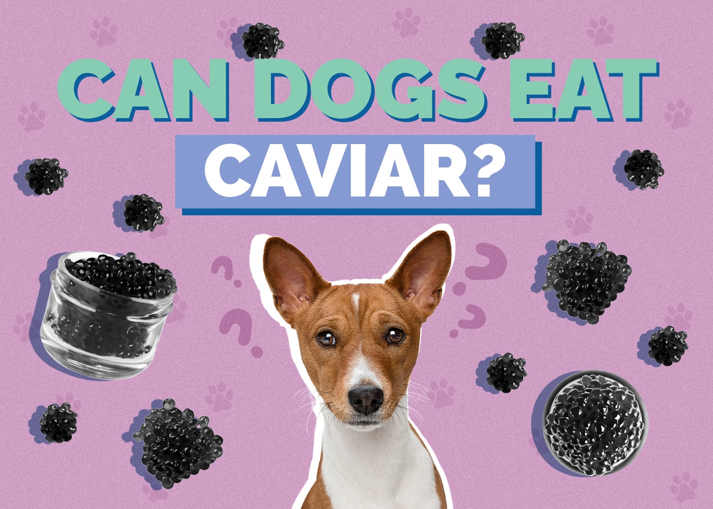 Can Dogs Eat Caviar? Vet-Approved Facts & FAQ