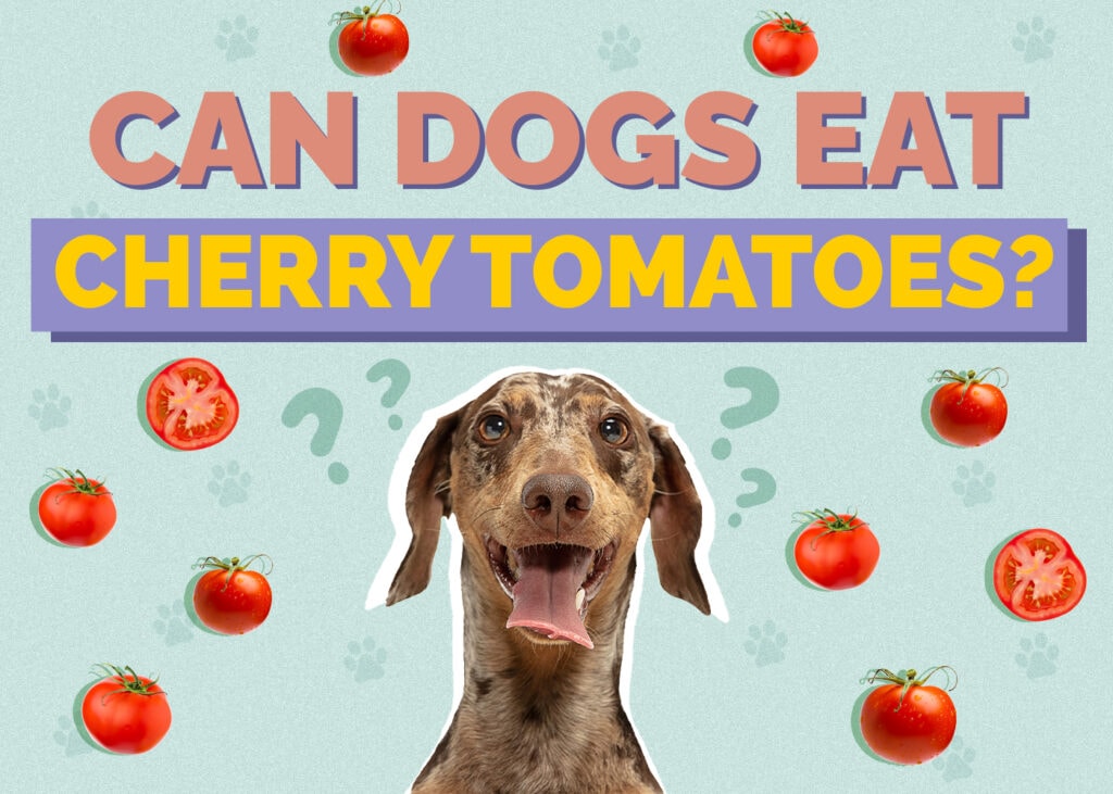 Can Dogs Eat Cherry Tomatoes? Vet-Reviewed Facts & Information