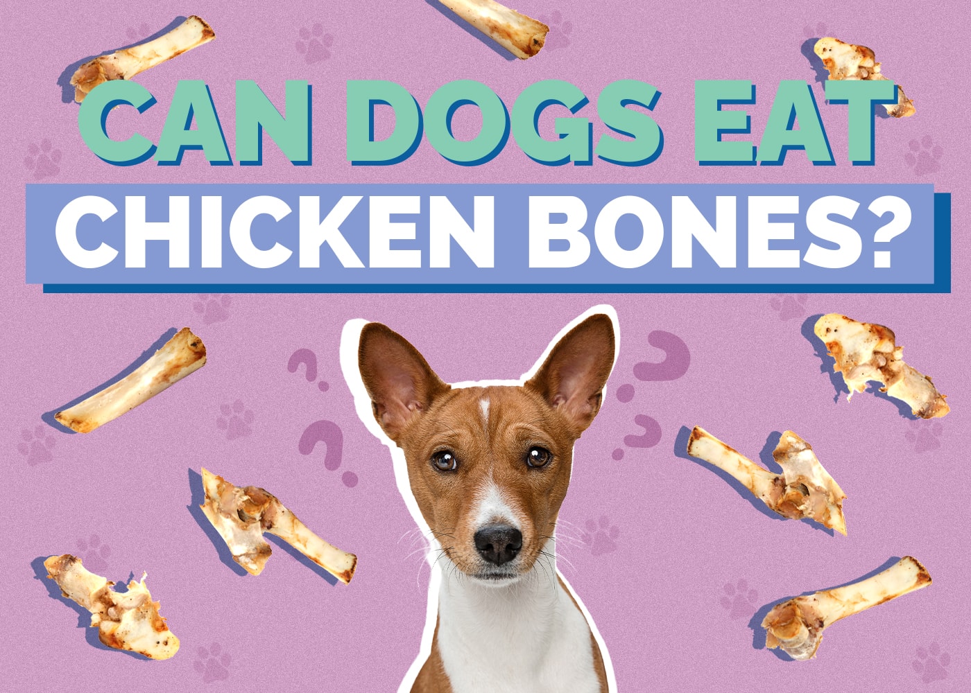 Can Dogs Eat Chicken Bones? Vet Reviewed Pros & Cons