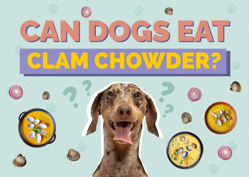 Can Dogs Eat Clam Chowder? Vet Approved Facts