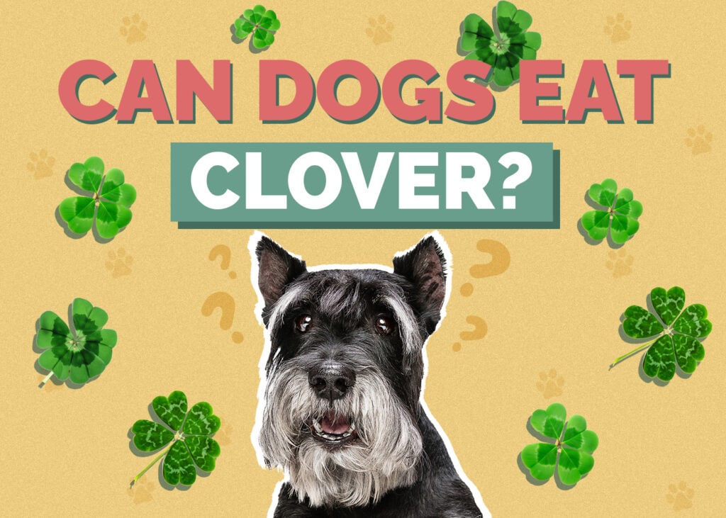 Can Dogs Eat Clover? Vet Approved Facts & FAQ