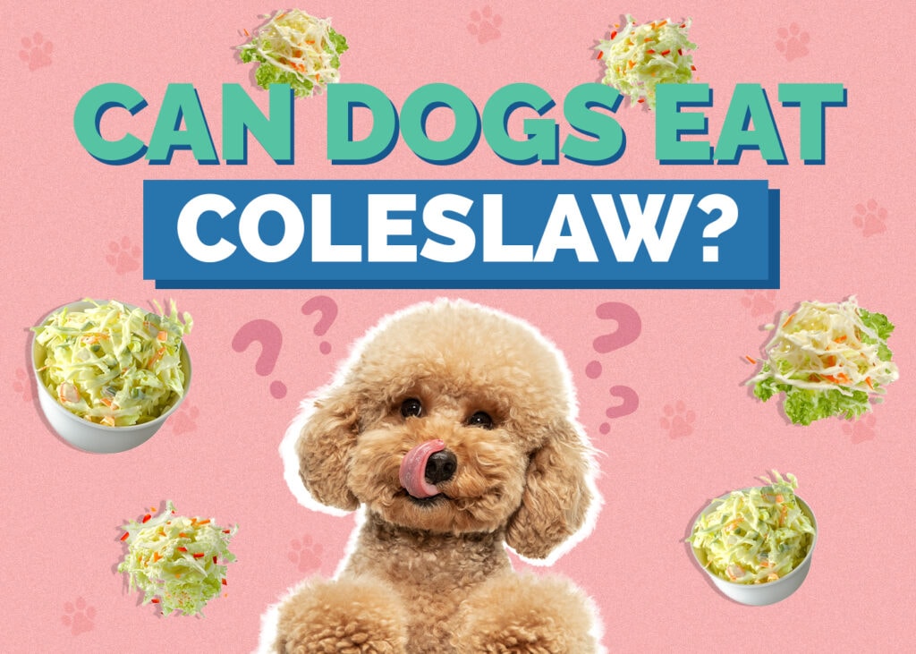 Can Dogs Eat Coleslaw? The Surprising Answer