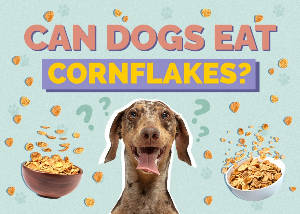 Can Dogs Eat Cornflakes? What You Need to Know!