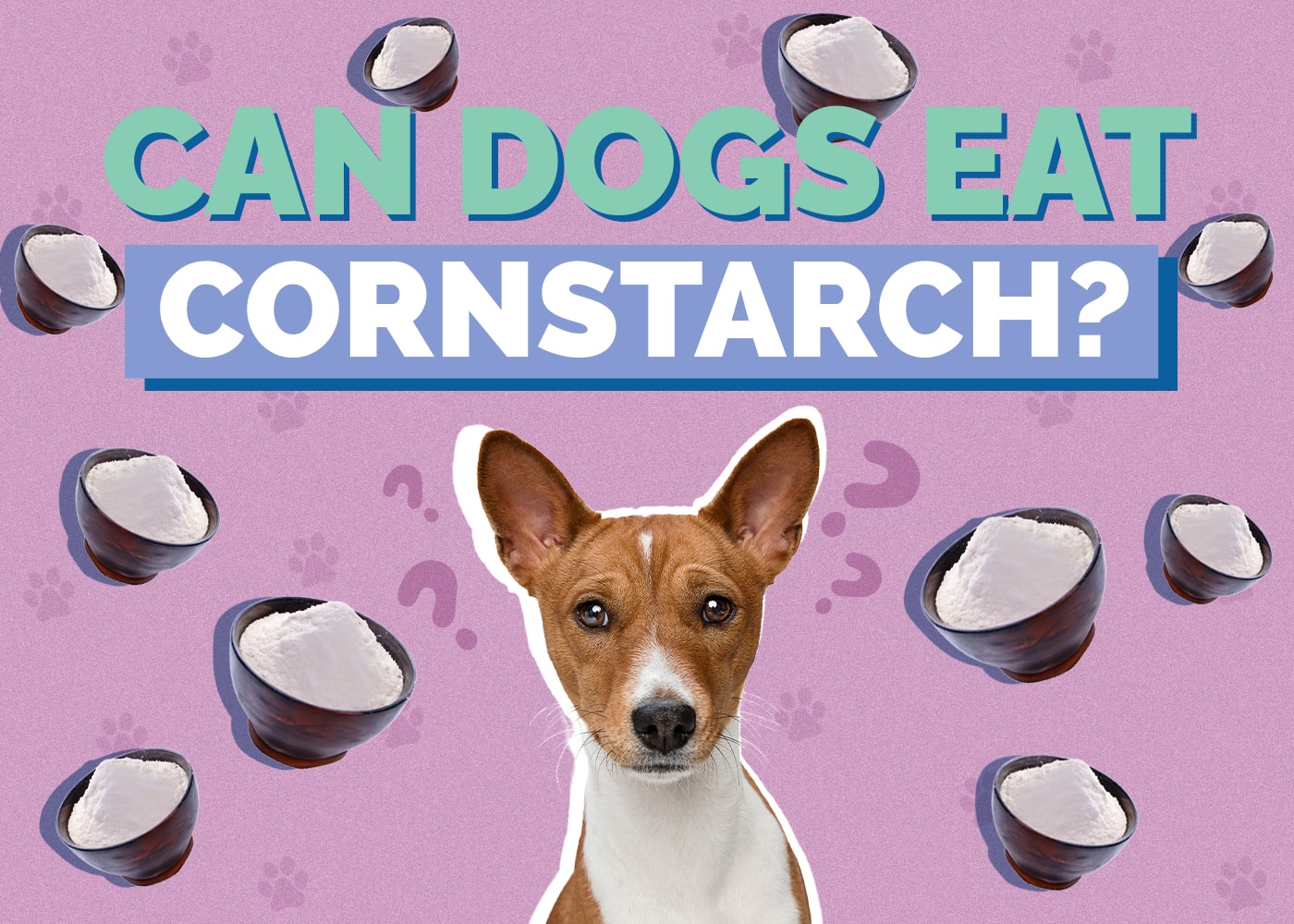 Can Dogs Eat Cornstarch? Vet Reviewed Facts & FAQ