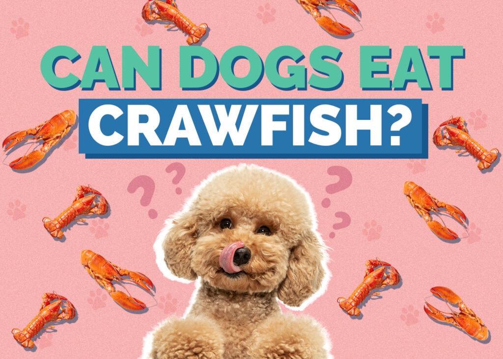 Can Dogs Eat Crawfish? Health Benefits & Risks Explained