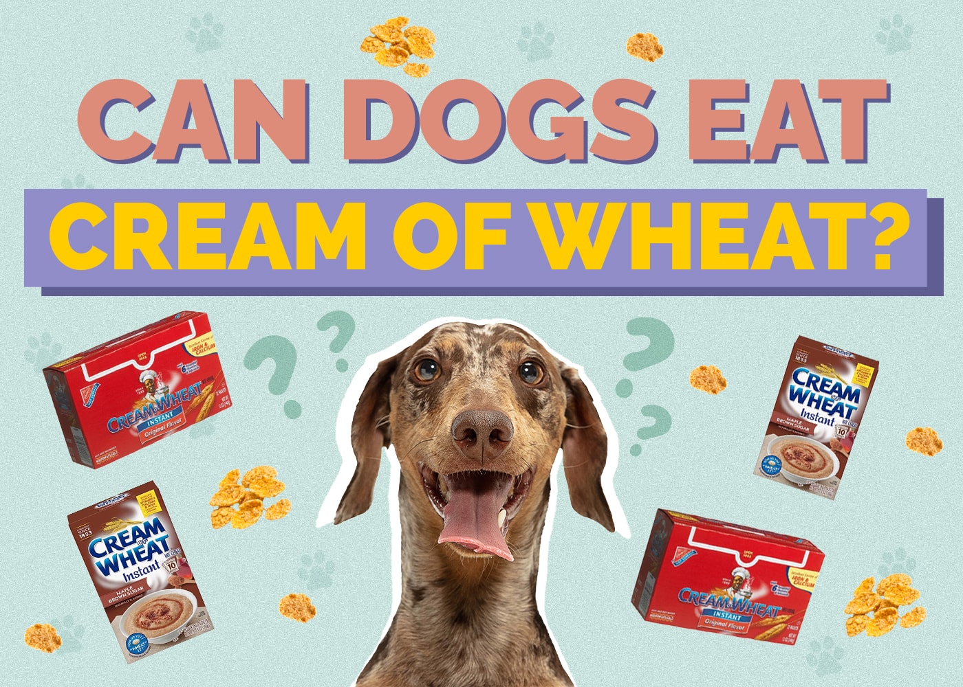 Can Dogs Eat Cream of Wheat? Vet Approved Advice
