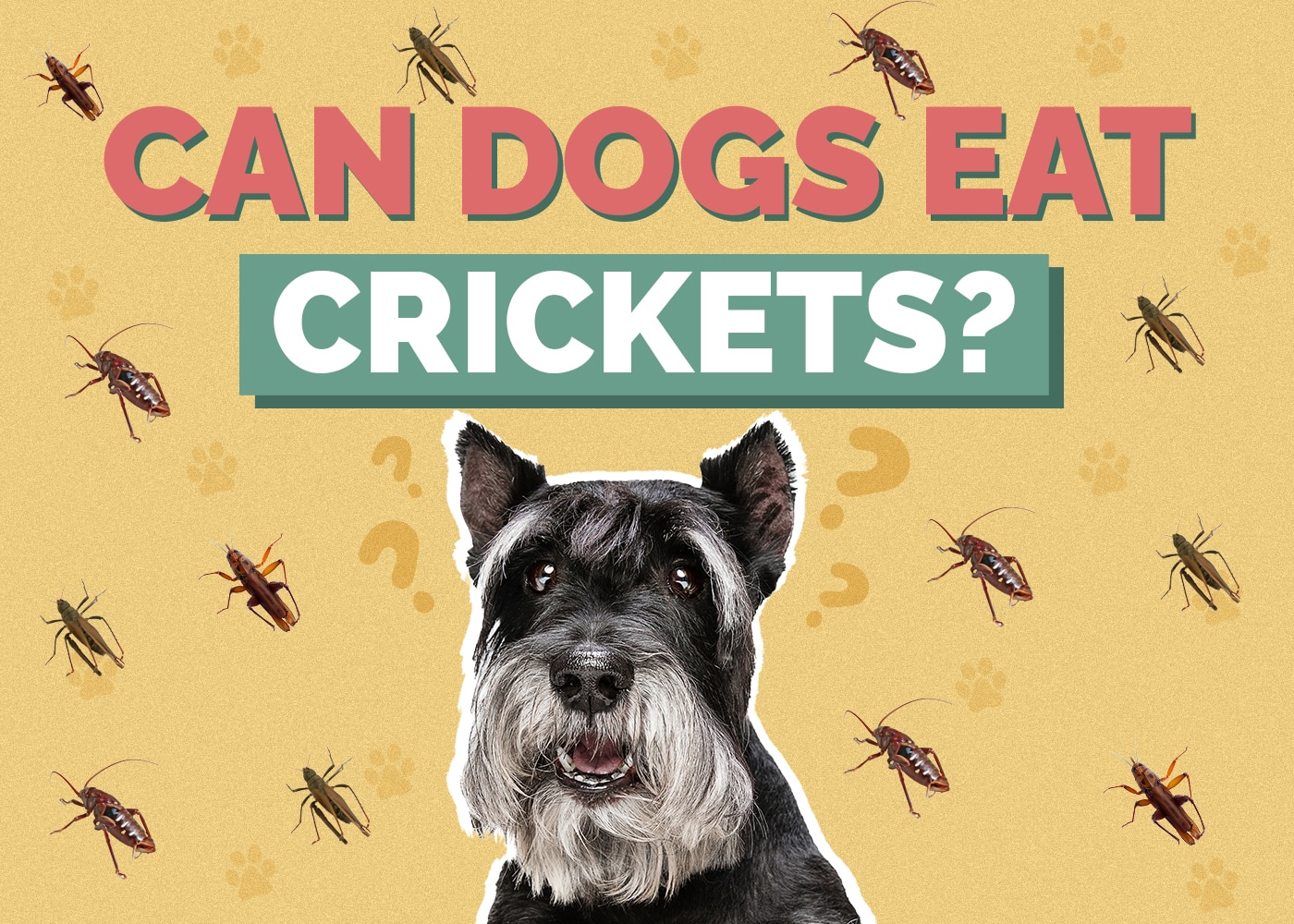Can Dogs Eat Crickets? Vet Reviewed Facts & FAQ