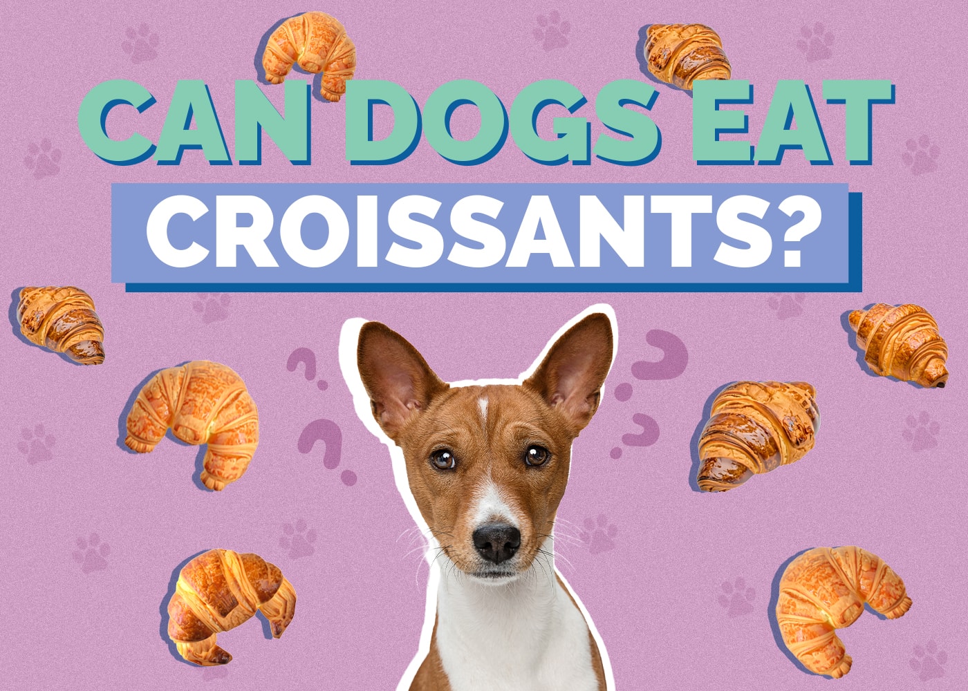 Can Dogs Eat Croissants? Vet Reviewed Facts & FAQ