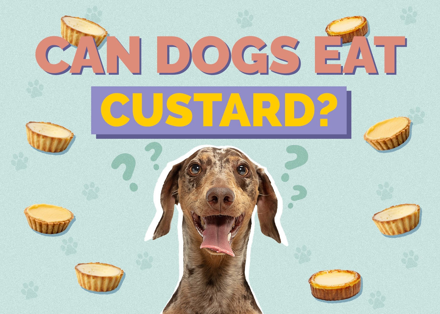 Can Dogs Eat Custard