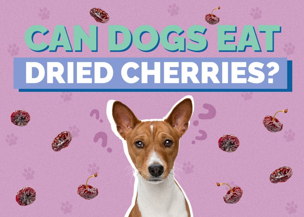 Can Dogs Eat Dried Cherries? Vet Reviewed Safety & Toxicity Information