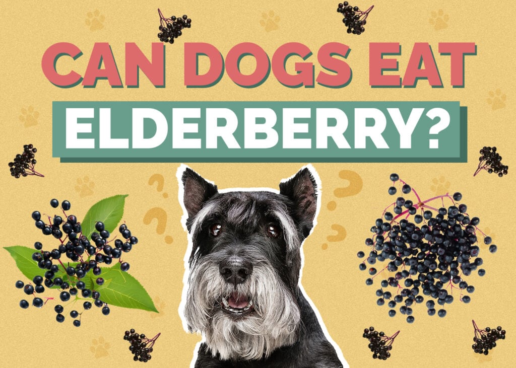 Can Dogs Eat Elderberries? Vet-Approved Facts & FAQ