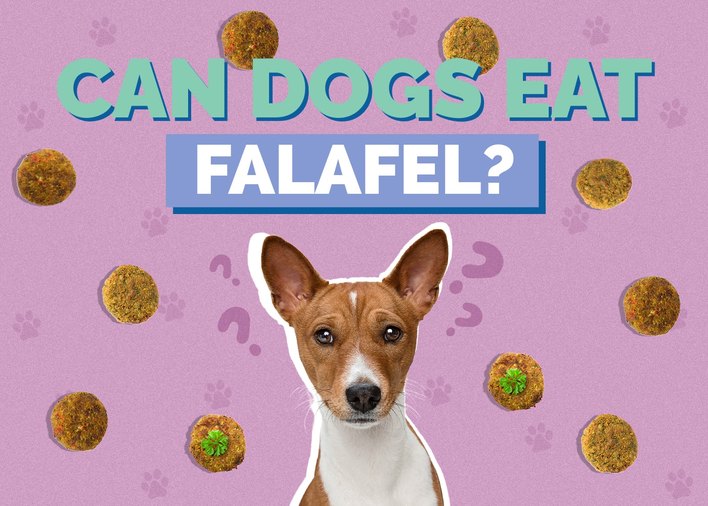 Can Dogs Eat Falafel? Vet Reviewed Facts & Info