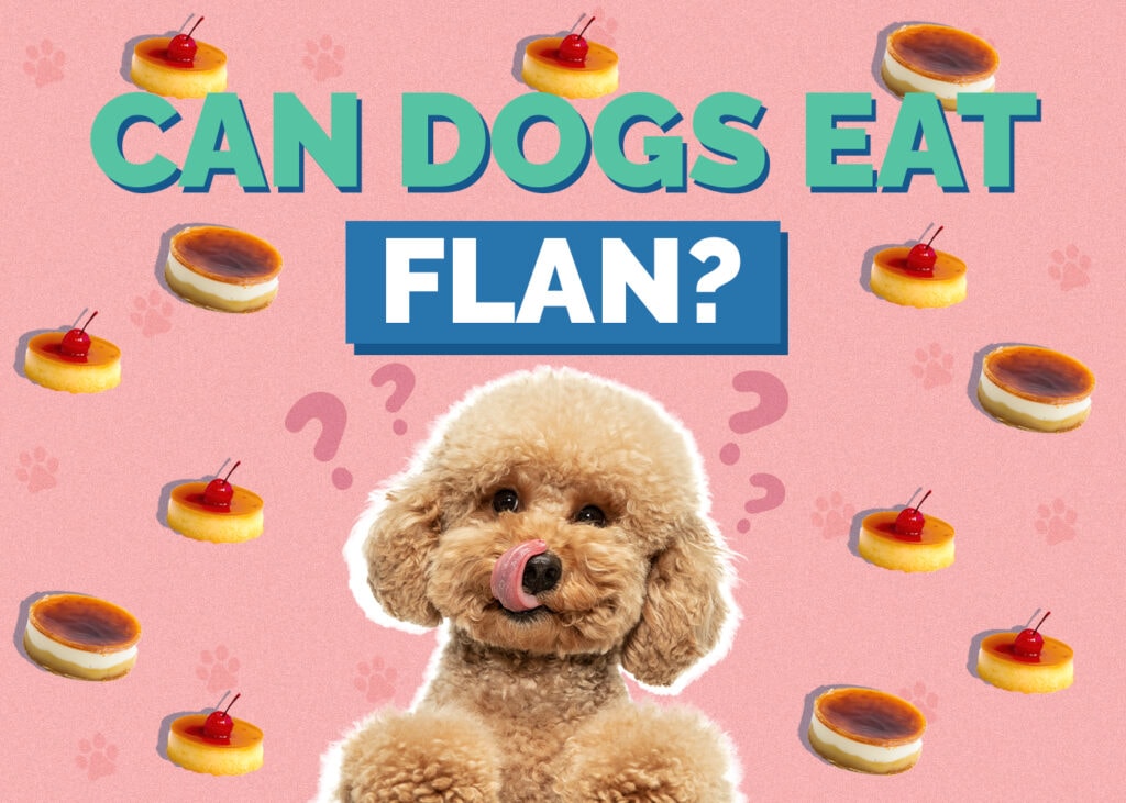 Can Dogs Eat Flan? Vet Reviewed Facts & FAQ