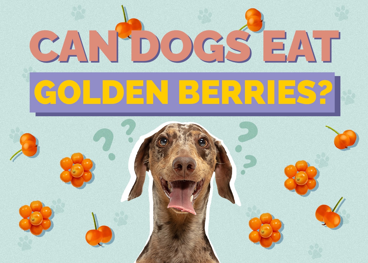 Can Dogs Eat Golden Berries? Vet Approved Health Concerns Reviewed
