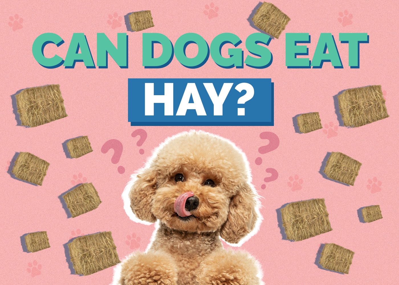 Can Dogs Eat Hay? Find Out if It Is Safe!