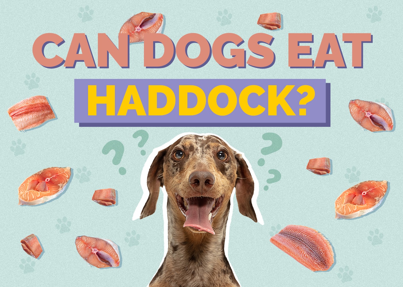 Can Dogs Eat Haddock? Vet Approved Facts & FAQ