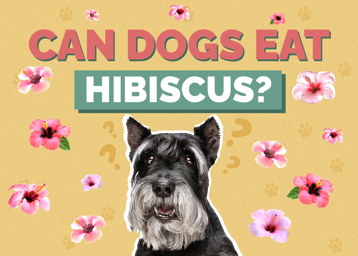 Can Dogs Eat Hibiscus? Vet-Approved Facts