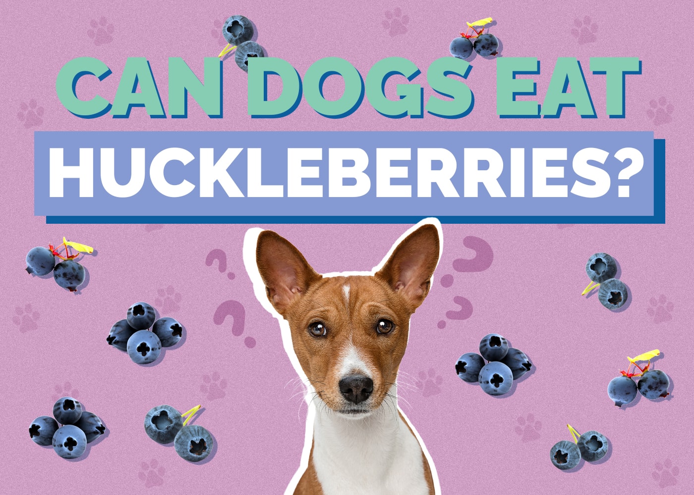 Can Dogs Eat Huckleberries? Vet Approved Facts & Safety Guide