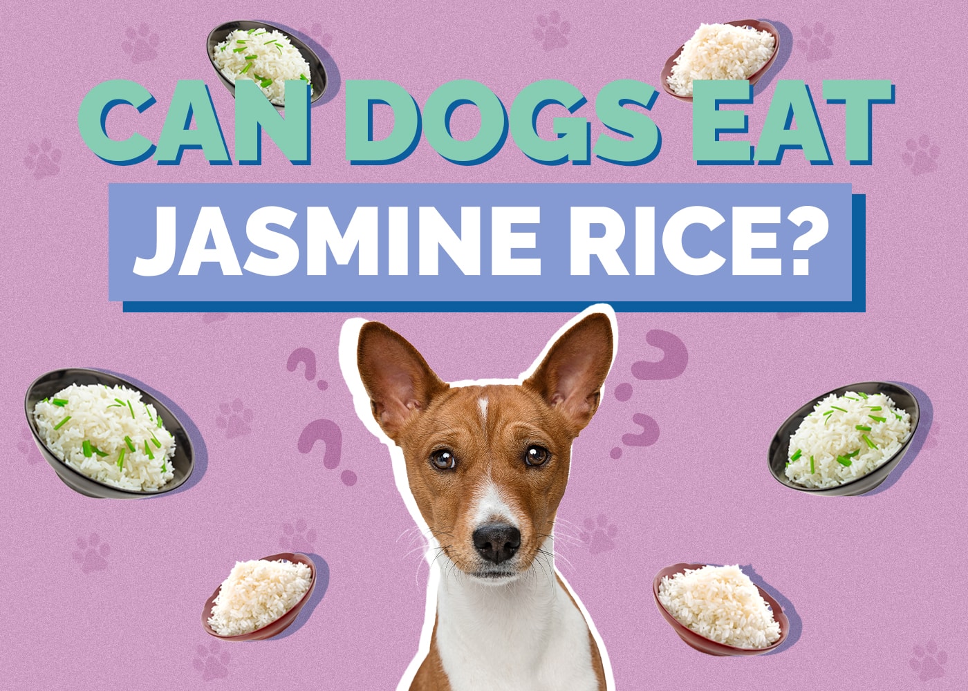 Can Dogs Eat Jasmine Rice? Vet-Approved Facts & FAQ