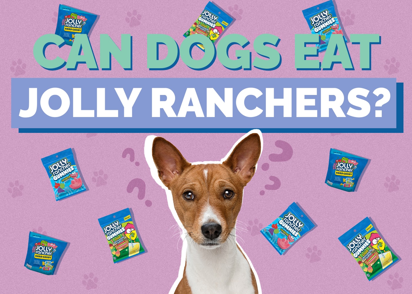 Can Dogs Eat Jolly Ranchers? Vet-Approved Health & Safety Guide