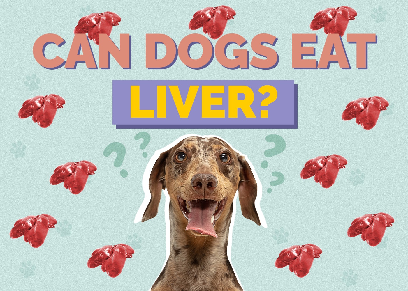 Can Dogs Eat Liver? Vet Reviewed Facts & FAQ