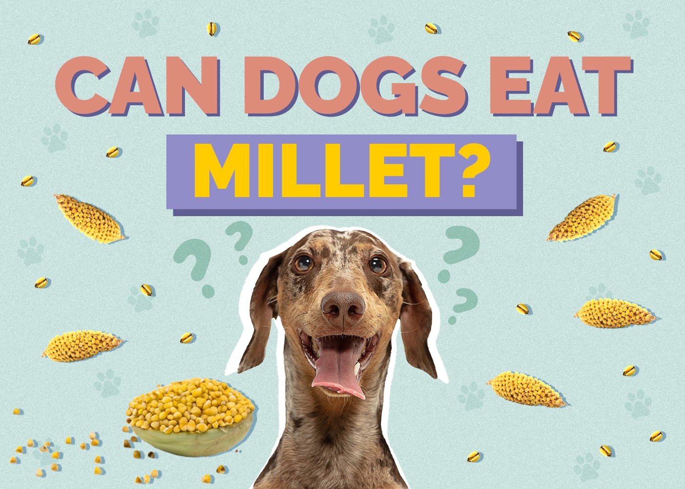 Can Dogs Eat Millet? Vet Reviewed Facts & FAQ