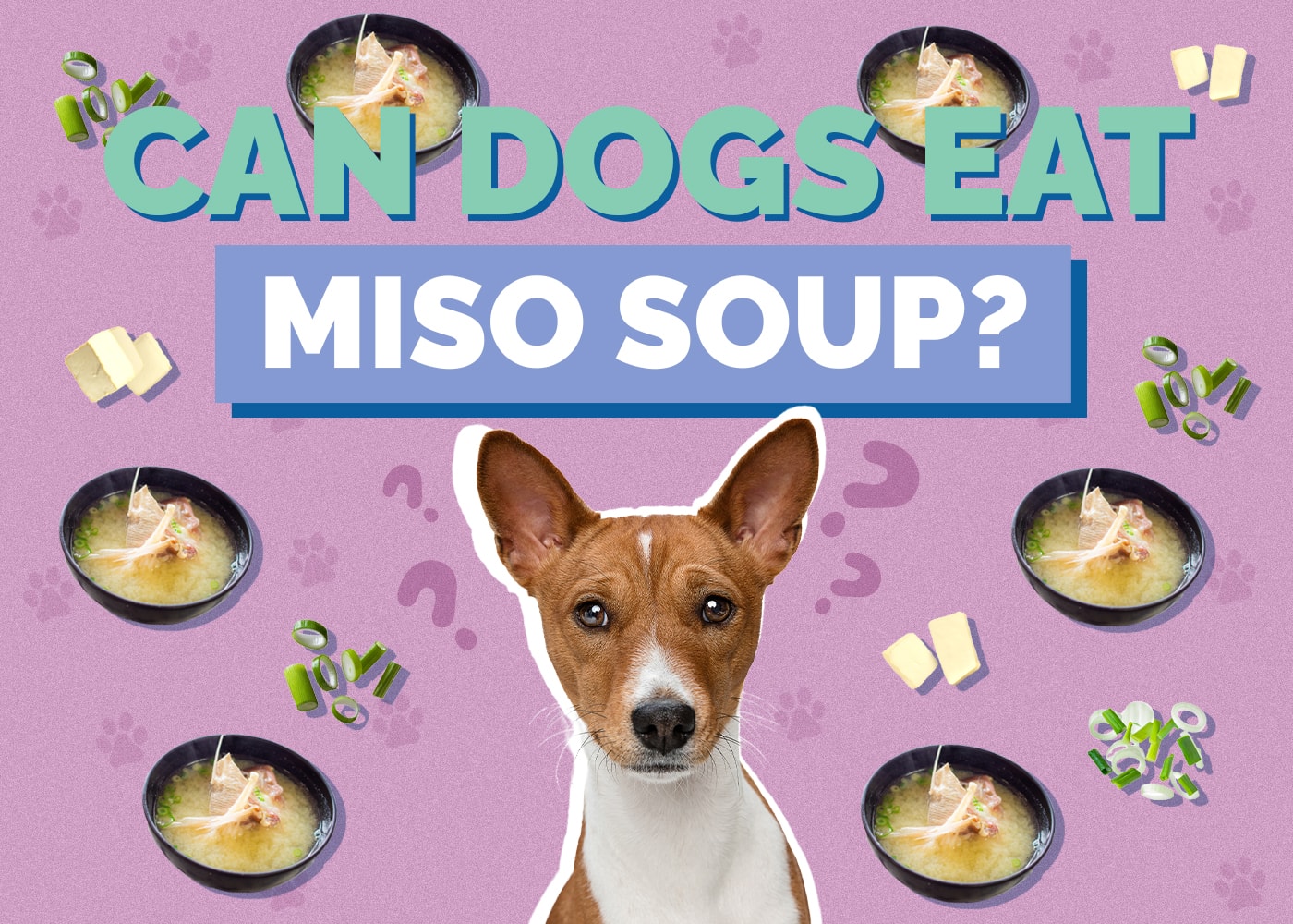 Can Dogs Eat Miso Soup? Vet-Verified Health Review