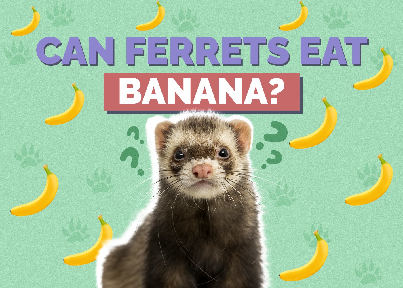 Can Ferrets Eat Bananas? Vet-Approved Risks & Alternatives