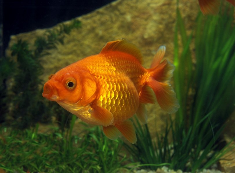 Imperial Goldfish: Care Guide, Varieties, Lifespan & Pictures