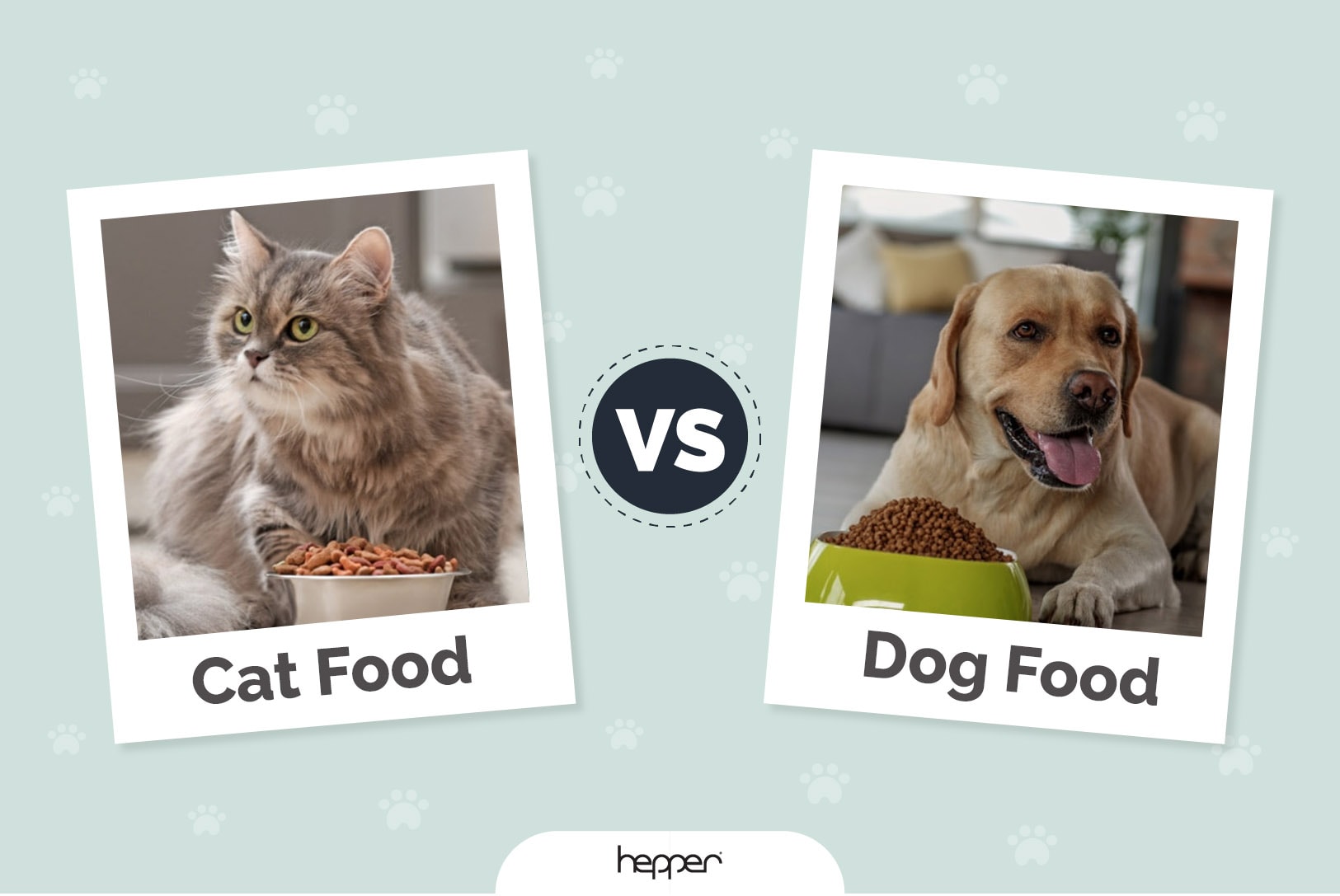 Cat Food vs. Dog Food: Main Differences Explained
