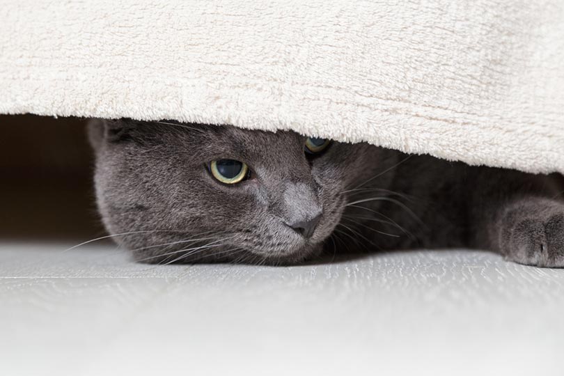Why Does My Cat Sleep Under My Bed? 9 Vet-Reviewed Causes
