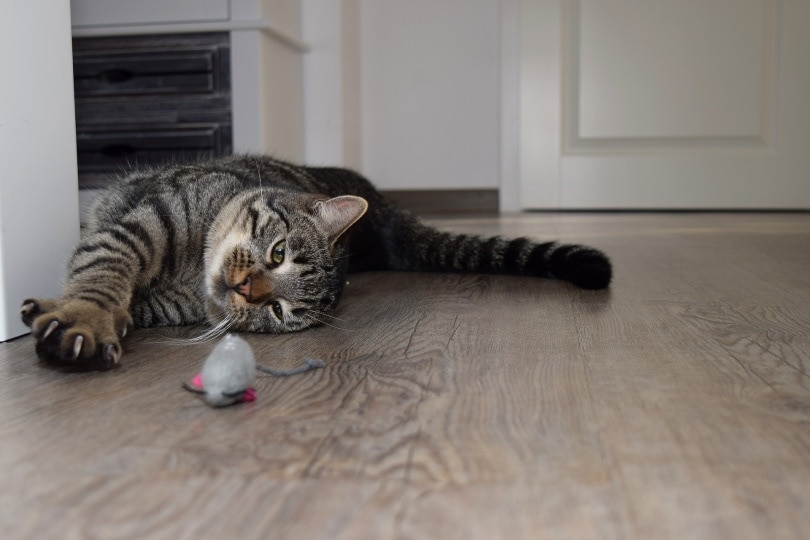 cat playing cat toy
