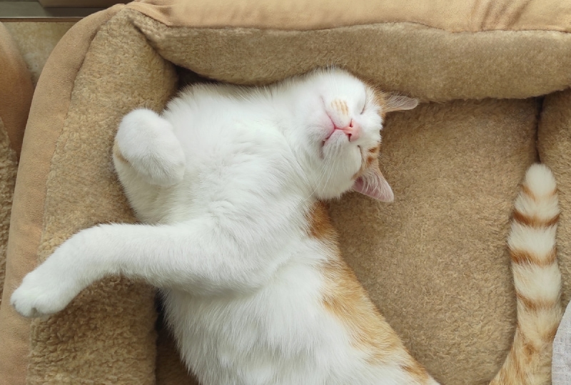 Do Cats Need a Bed? Feline Necessities & Facts