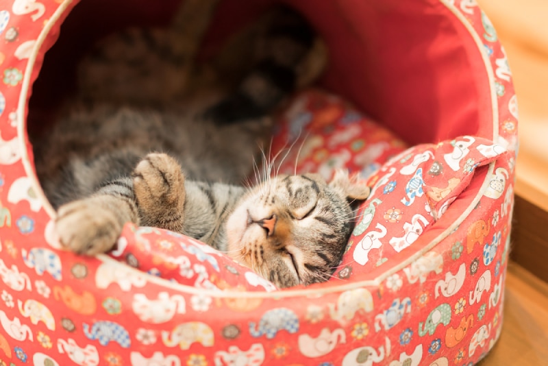 8 Best Self-Warming Cat Beds in 2026: Reviews & Top Picks