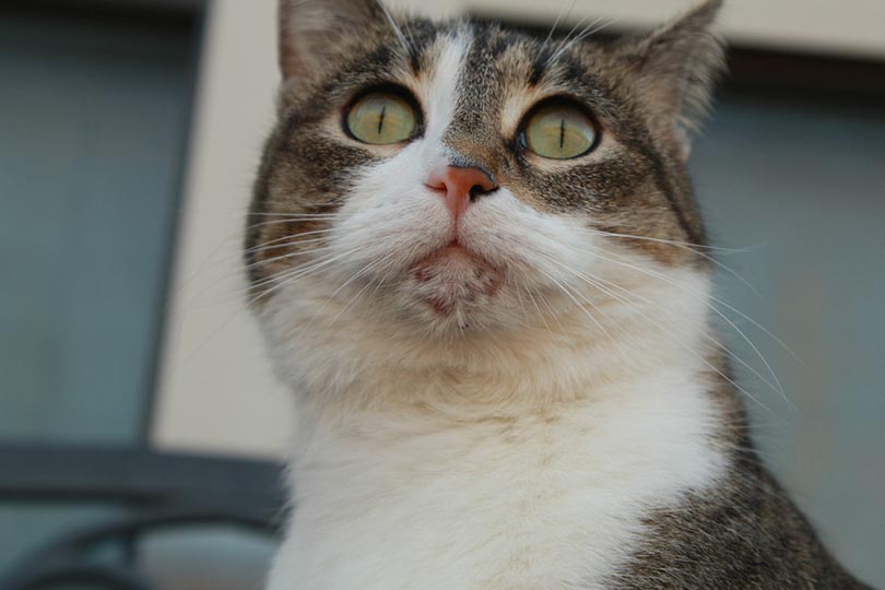 Cat Acne: Causes, Signs & Care Guide (Vet Answer)