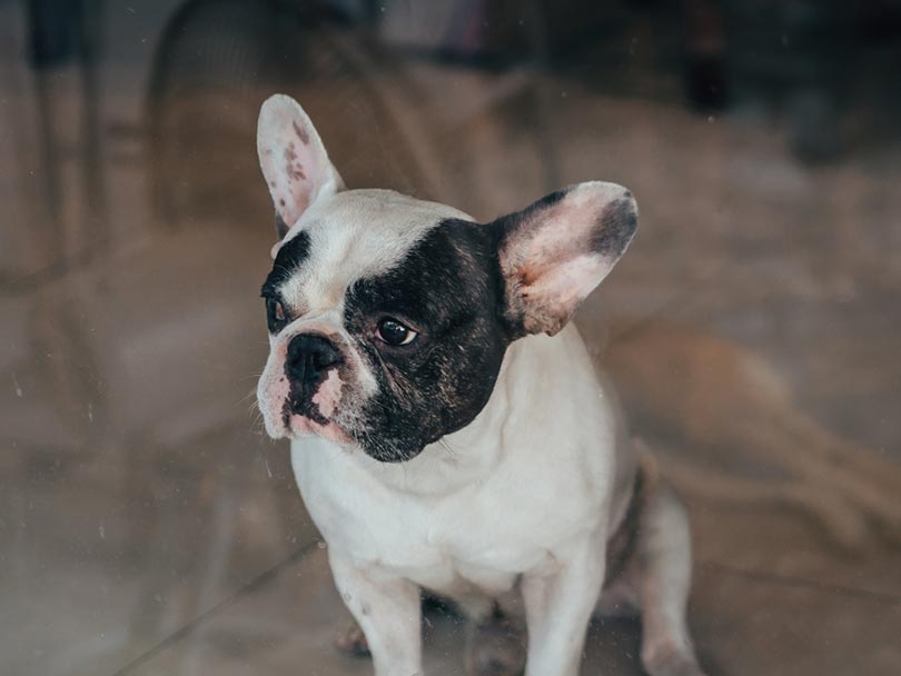 Intervertebral Disc Back Disease (IVDD) in a French Bulldog - Signs and Care (Vet Answer)
