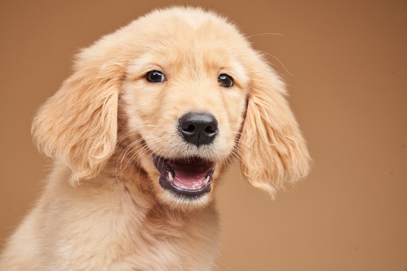 When Do Golden Retrievers Lose Their Baby Teeth? Breed Growing Facts