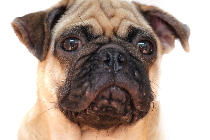 Canine Acne: Causes, Symptoms and Care (Vet Answer)