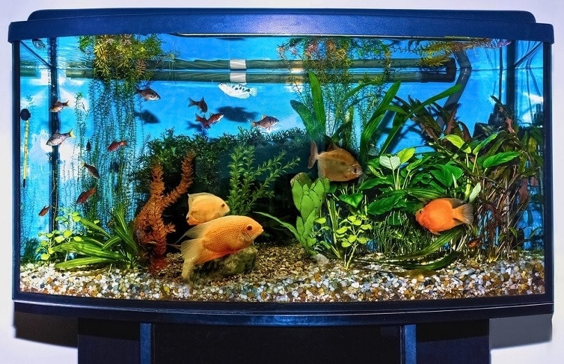 6 Best Aquarium CO2 Regulators in 2026 - Reviews & Top Picks