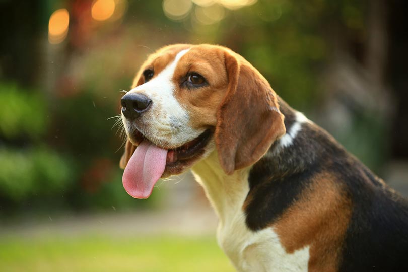 How Smart Are Beagles? Science-Backed Breed Facts