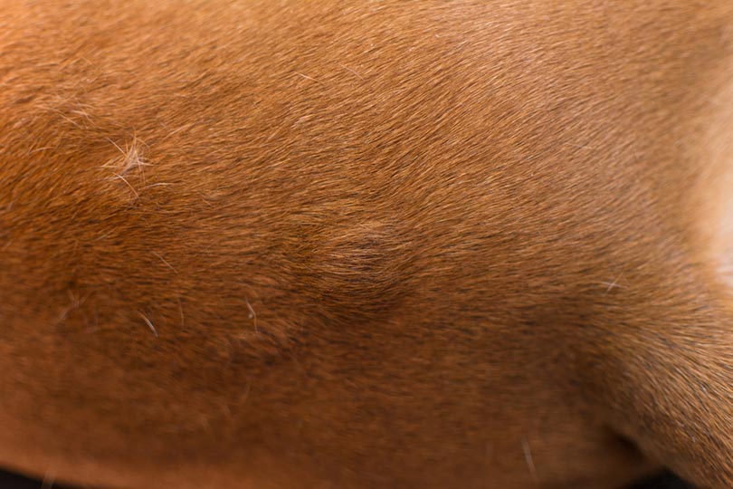 Why Are There Lumps & Bumps On My Dog’s Skin? (Vet Answer)