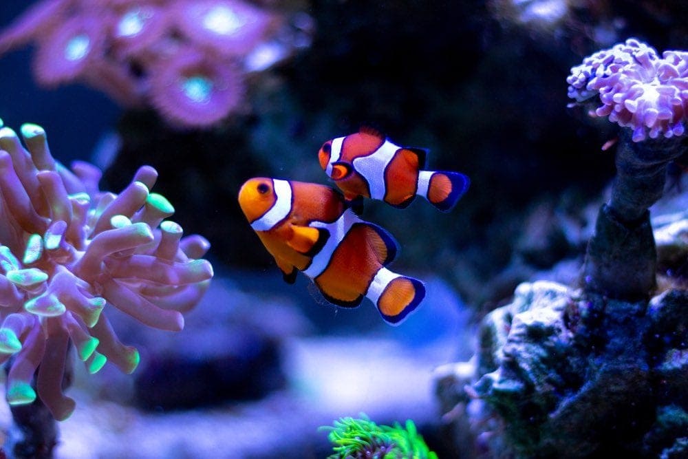 Top 17 Reef Safe Fish for Your Marine Tank (with Pictures)