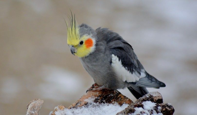 Why Is My Cockatiel Shaking? ? 6 Vet-Approved Reasons